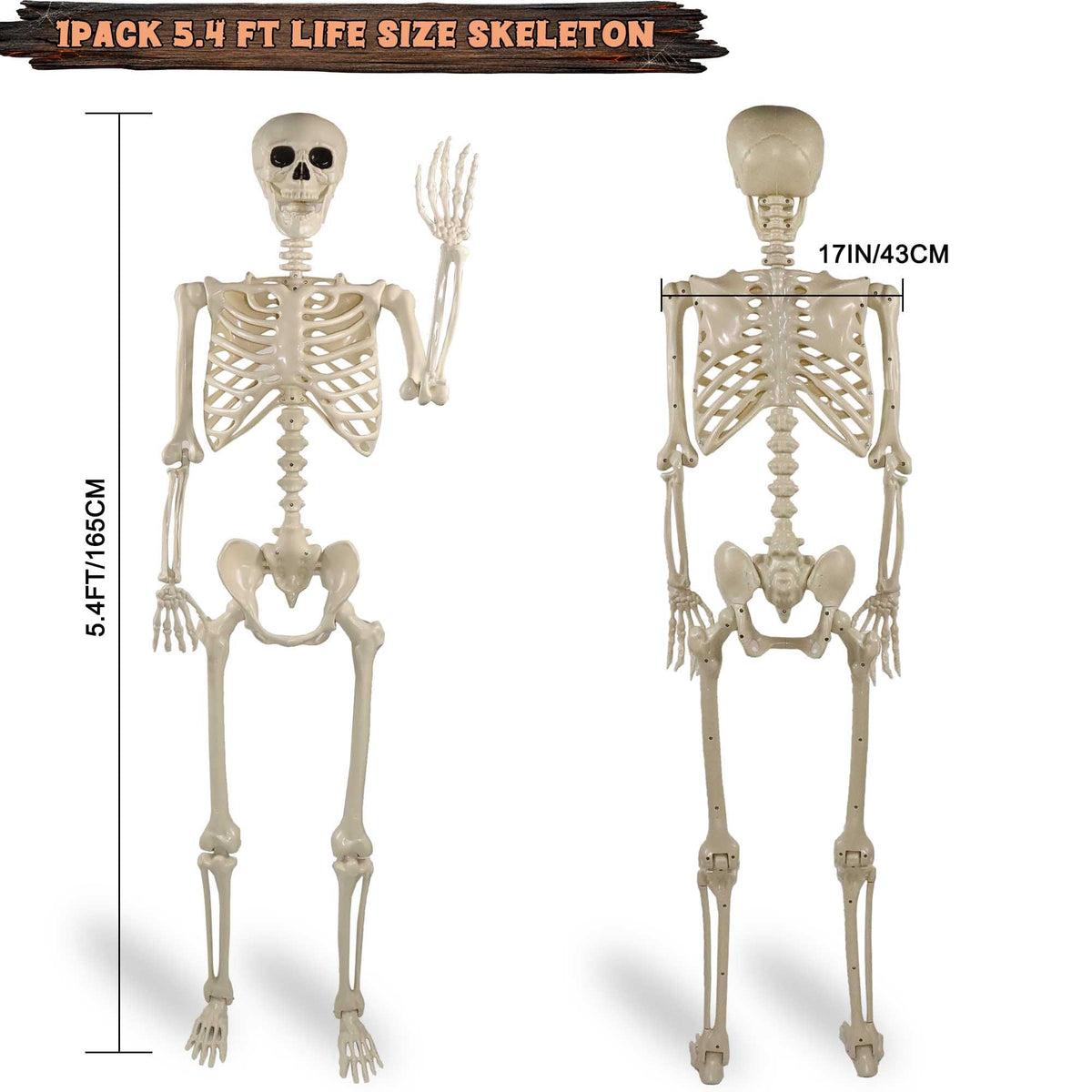 5.4ft Posable Life Size Skeleton with Movable Joints T491