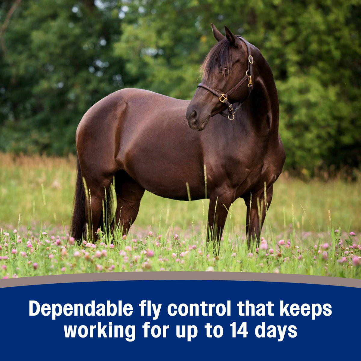 Fly Spray for Horses 128 oz M69968
